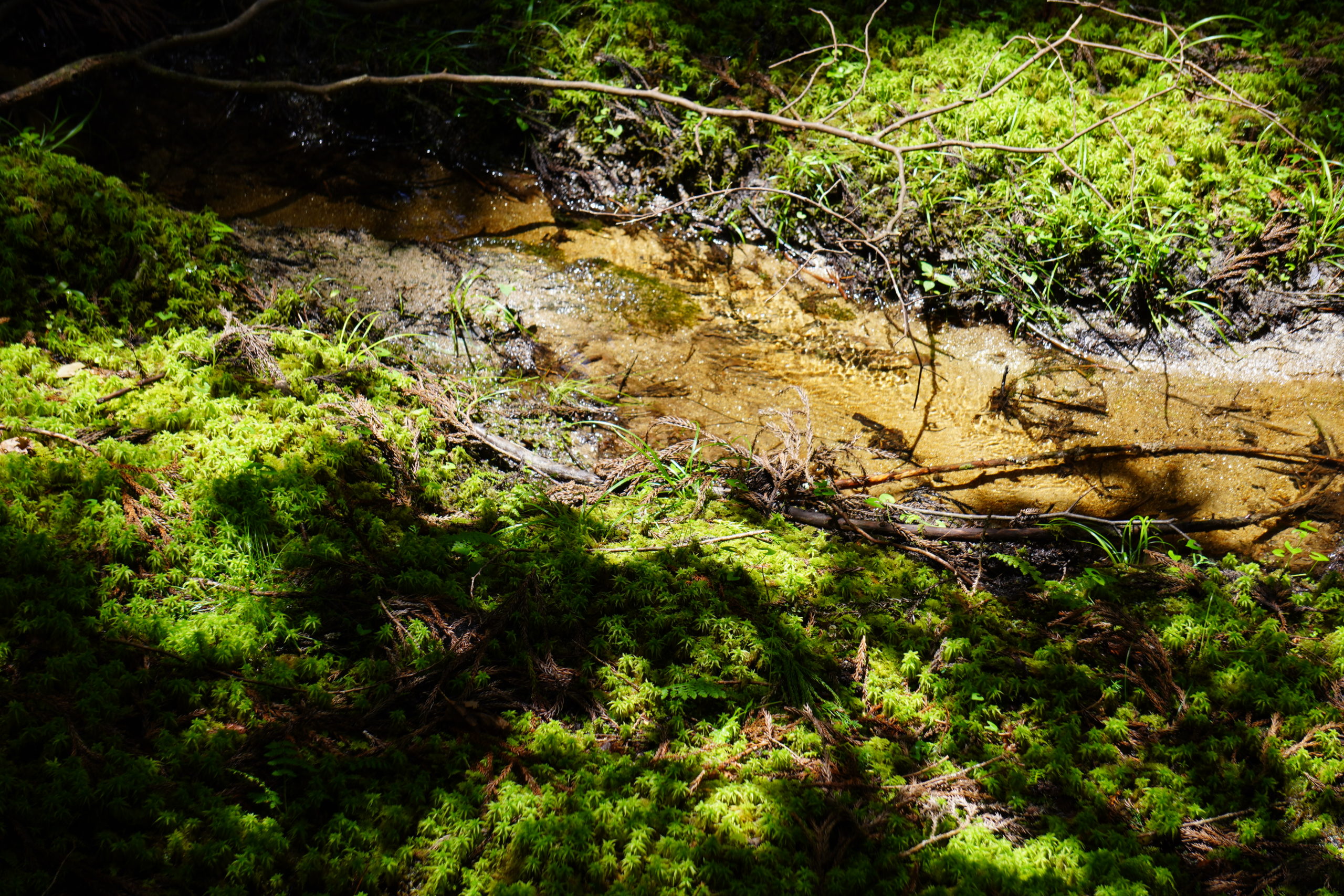 苔の小川