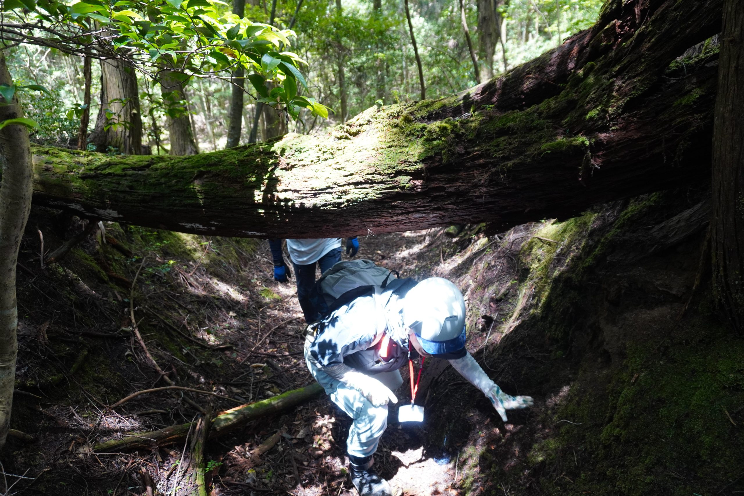 また倒木をくぐって進みます